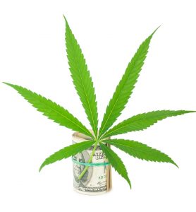 To Profit from Marijuana Stocks, Investors Have to Consider This Important Fact