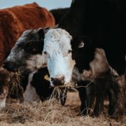 USDA grants nearly $300,000 for hemp cattle-feed study