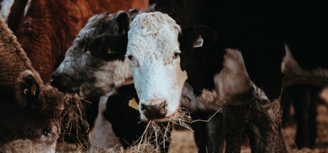 USDA grants nearly $300,000 for hemp cattle-feed study