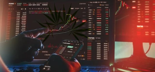 What Type Of Marijuana Stock Investor Are You?