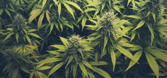 Marijuana legalization has won