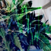 Marijuana Stocks To Invest In? 2 Cannabis Stocks Analysts Expect To See Gains