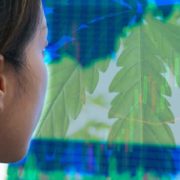 Marijuana Stocks To Watch This Month With Hidden Value