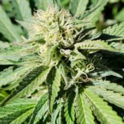 Montana’s Crow Tribe Approves Adult-Use Cannabis Rules