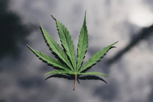 New York Marijuana Legalization Teaches Important Lesson About Pot Stocks