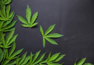 This One Number Proves Marijuana Stock Bears Wrong