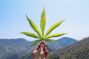 Why 2021 Could Be an Even Better Year for Marijuana Stocks