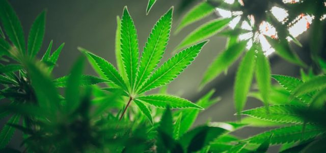 4Front Ventures Corp: U.S. Pot Stock Could Double in 2021