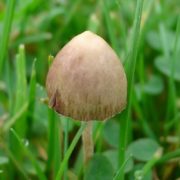 Bill to Legalize Psilocybin Therapy Introduced in Maine