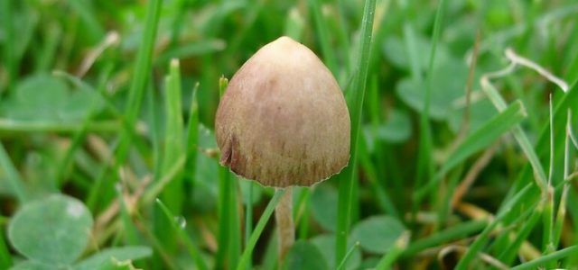 Bill to Legalize Psilocybin Therapy Introduced in Maine