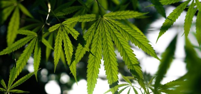 Green Thumb Industries Inc: This Pot Stock Gushes Profits