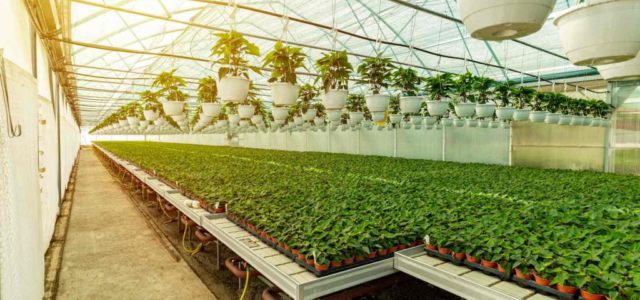 GrowGeneration Corp: Pot Stock Reports Record Q1 & Raises Guidance