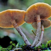 Health Official Touts Psilocybin’s’ Therapeutic Benefits