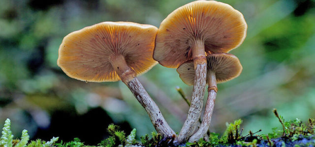 Health Official Touts Psilocybin’s’ Therapeutic Benefits