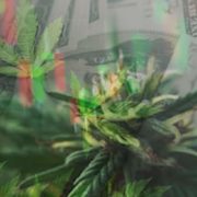Hot Marijuana Penny Stocks To Buy? 2 For Next Week’s Watchlist