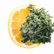 How Terpenes Can Elevate Your Cannabis Experience