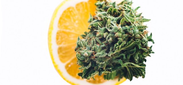 How Terpenes Can Elevate Your Cannabis Experience