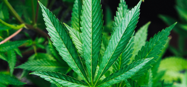 Republicans Push for Federal Legalization of Marijuana to Ensure ‘Individual Liberty’