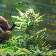 Should These Top Marijuana Stocks Be On Your Watchlist In May?