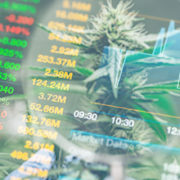 Should You Go Long On These Top Marijuana Stocks To Buy?