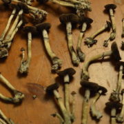 This is why psilocybin may be able to help millions