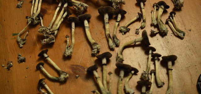 This is why psilocybin may be able to help millions