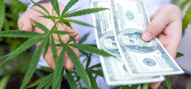 Tilray Stock Soars as Wall Street Bank Backs Marijuana Stocks