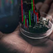 Top Marijuana Stocks For Your Long Term Portfolio In May
