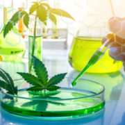 U.S. set to allow more facilities to produce marijuana for research