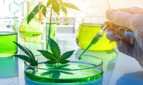 U.S. set to allow more facilities to produce marijuana for research