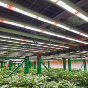 15,000 plants seized in raid on illegal California pot farm