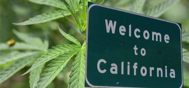 California Is Using Cannabis Tax Money The Right Way