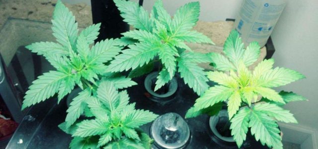 GrowGeneration Corp: Why This Undervalued Pot Stock Could Double