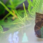 Hot Marijuana Penny Stocks To Watch Right Now? 2 With Potential In June