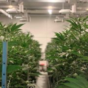 Innovative Industrial Properties Inc: A Pot Stock That Can Weather the Next Storm