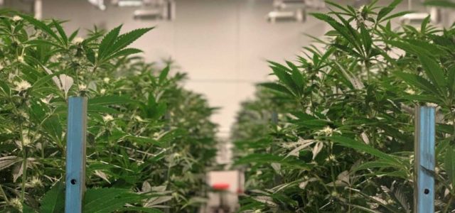 Innovative Industrial Properties Inc: A Pot Stock That Can Weather the Next Storm