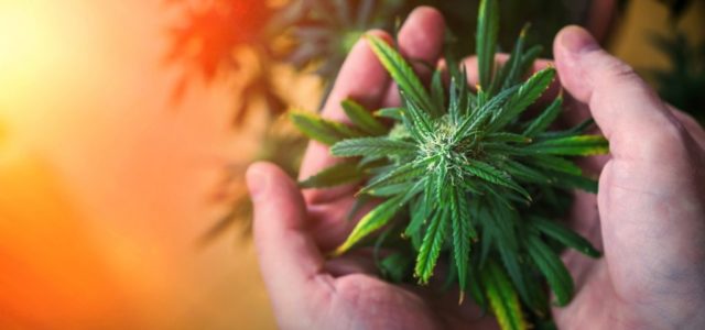 Is Tilray Stock Set to Take Over the Marijuana Industry?