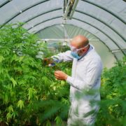 Legistation for VA Doctors to Utilize Cannabis
