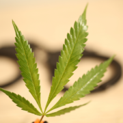 Oregon Cannabis: Federal Court Dismisses Claims by Oregon Hemp Company Against Police for Hemp Seizure and Destruction