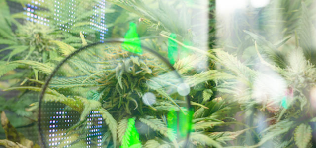 2 Marijuana Stocks To Watch At The End Of July