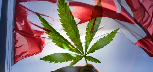 Best Canadian Marijuana Stocks To Buy? 4 Top Pot Stocks To Watch Before Earnings
