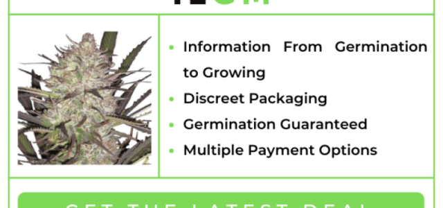 Best Seed Banks to Buy Cannabis Seeds Online: Marijuana Seeds for Sale
