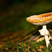 Psilocybin induces rapid and persistent growth of neural connections in the brain’s frontal cortex, study finds