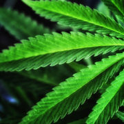 Schumer To Unveil Federal Marijuana Legalization Bill On Wednesday
