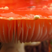 The Other Magic Mushroom: Why a Canadian Startup Is Suddenly Interested in the Fungus From Super Mario