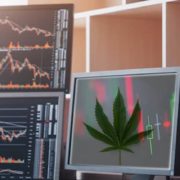 These 3 Marijuana Stocks May Be The Winners For You?