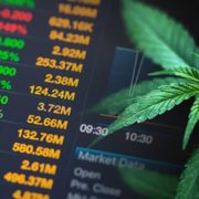 Top Cannabis Stocks To Watch This Week? 2 To Add To Your Investment Portfolio