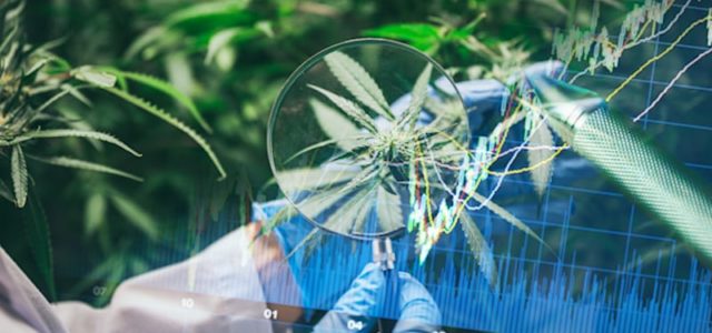 What Top Marijuana Stocks Investors Need To Watch In July?