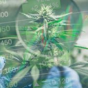 3 Top Cannabis Stocks To Watch Mid August