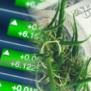 Best Marijuana Penny Stock To Buy Now? A Meme Penny Stock Vs A US Cannabis Penny Stock